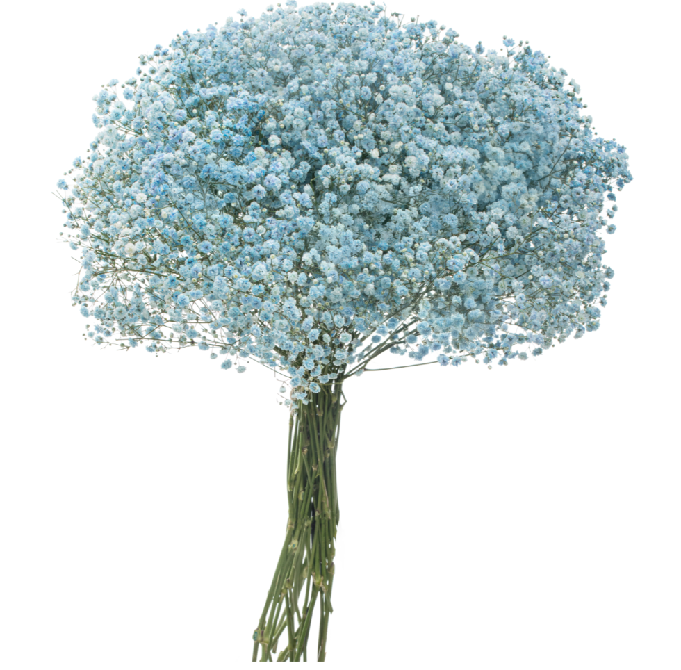 Light Blue Tinted Baby's Breath