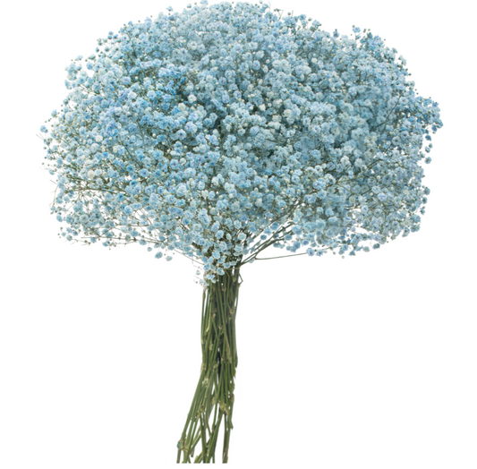 Light Blue Tinted Baby's Breath