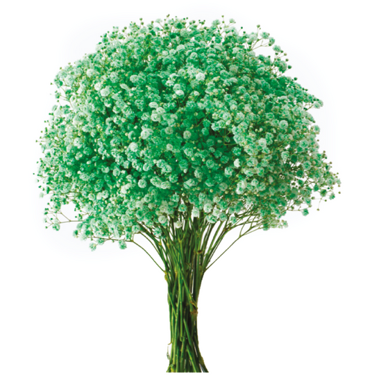 Light Green Tinted Baby's Breath