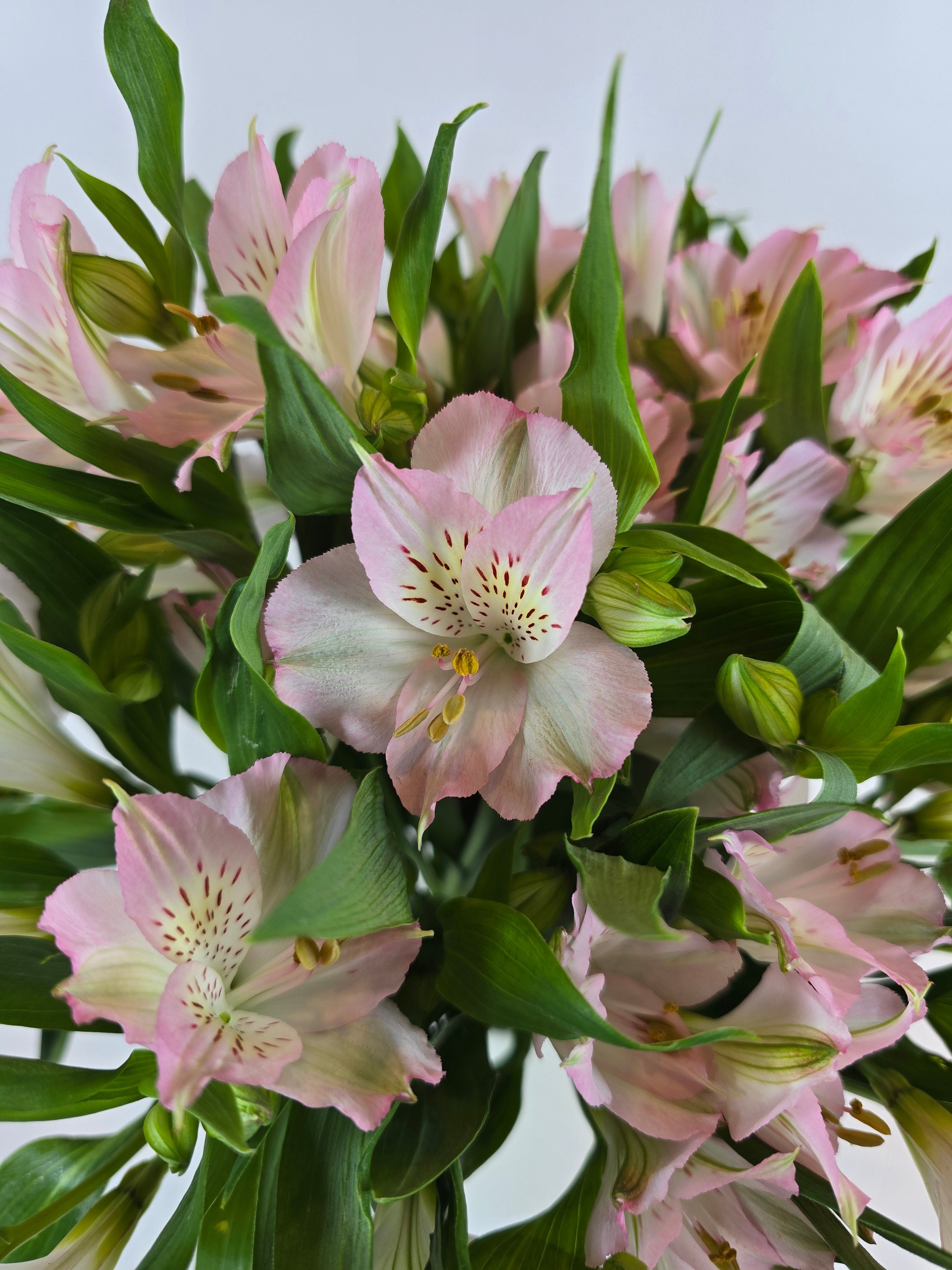 Light Pink Alstroemeria – The Flower Hype