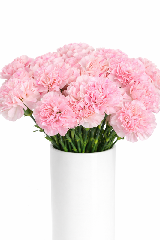 Light Pink Carnations