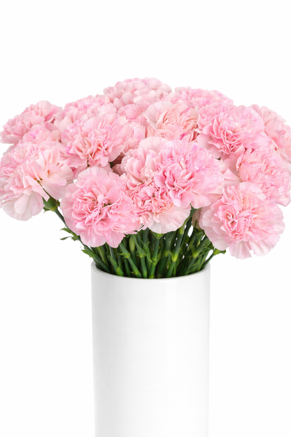 Light Pink Carnations