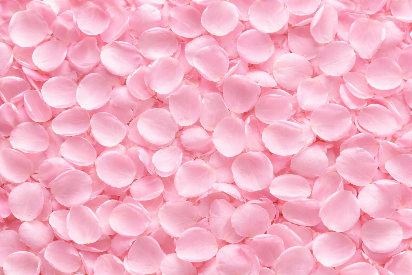 Light Pink Fresh Rose Petals