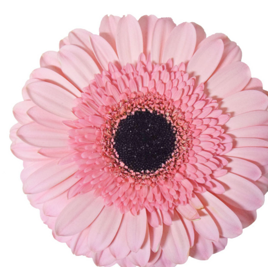 Light Pink Gerbera Daisies