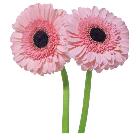 Light Pink Gerbera Daisies