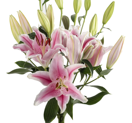 Light Pink Lilies