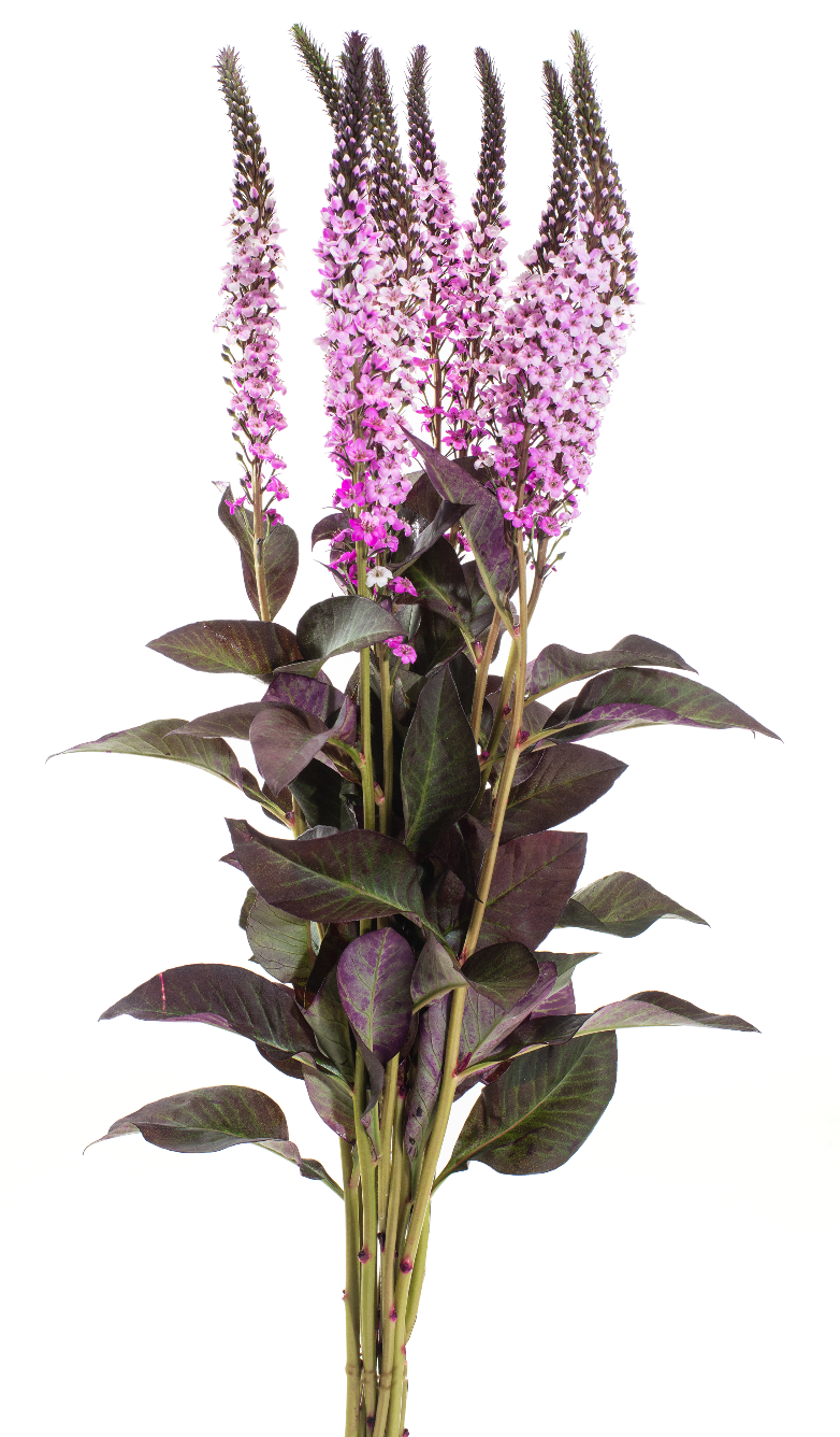 Light Pink Lysimachia