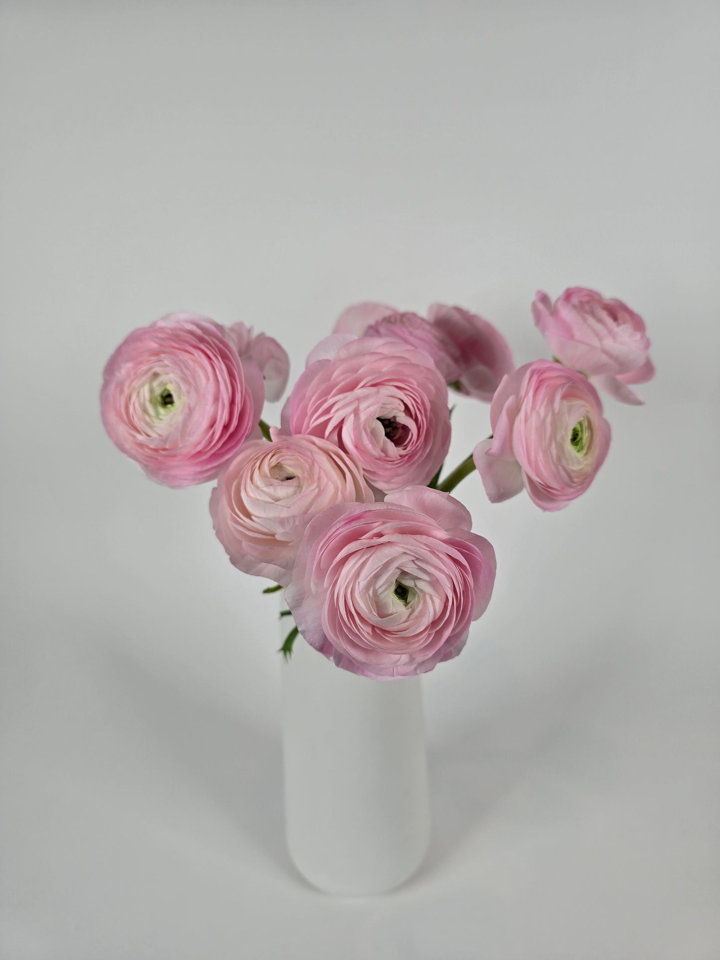 Light Pink Ranunculus