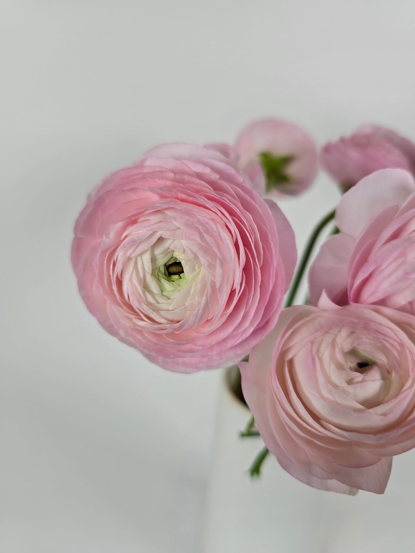 Light Pink Ranunculus