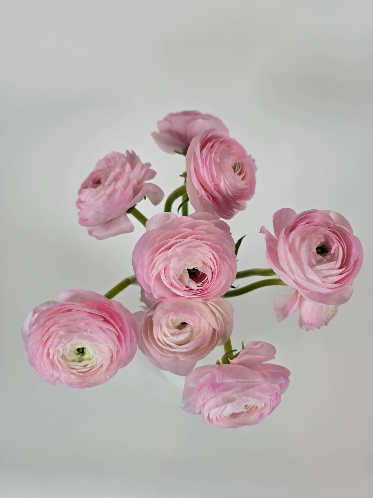 Pink Ranunculus Blue Light Pink Ranunculus – The Flower Hype