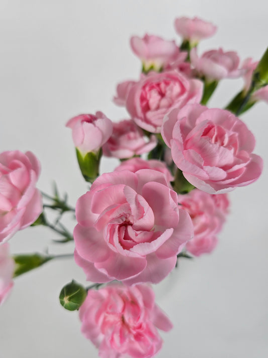 Light Pink Spray Mini Carnations