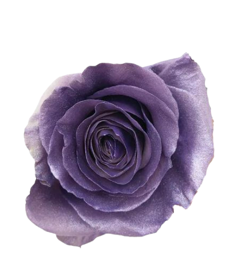 Real Metalic Purple Roses Color-Infused Tinted Roses Collection | The Flower Hype