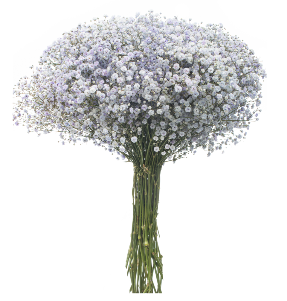 Light Purple Tinted Baby's Breath