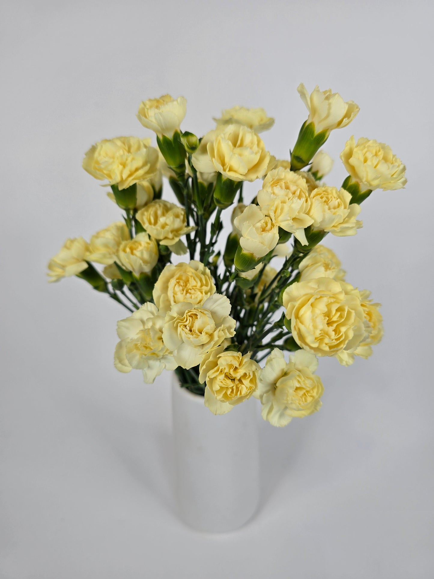 Light Yellow Spray Mini Carnations