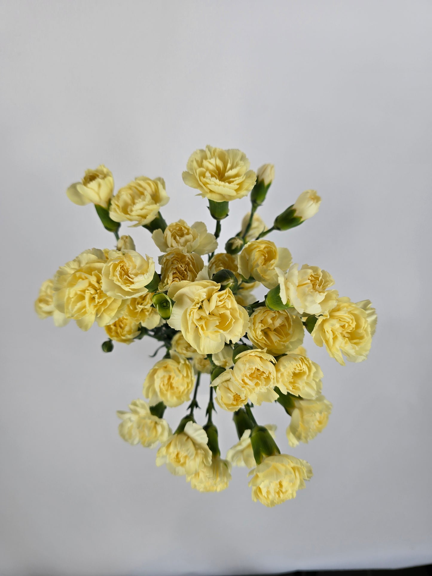 Light Yellow Spray Mini Carnations
