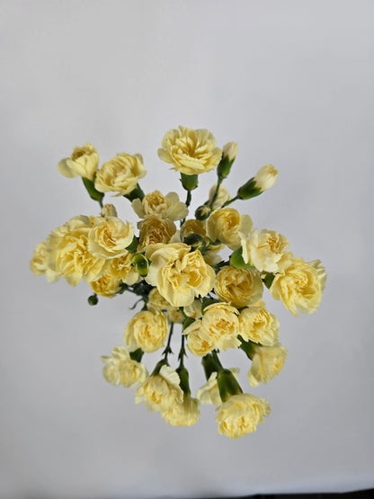 Light Yellow Spray Mini Carnations
