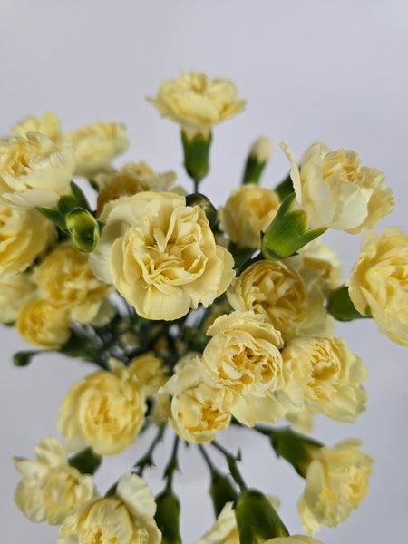Yellow – The Flower Hype