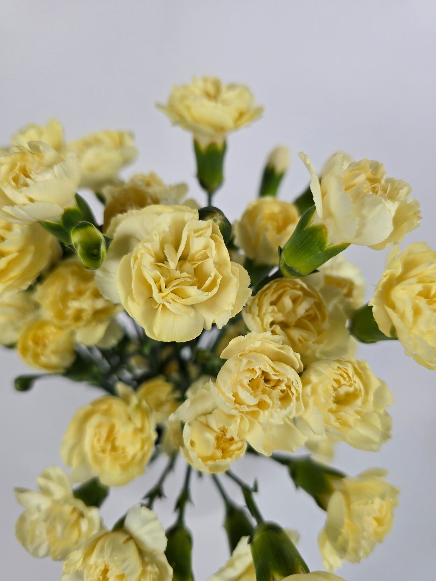 Light Yellow Spray Mini Carnations