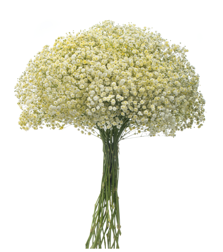 Light Yellow Tinted Baby's Breath