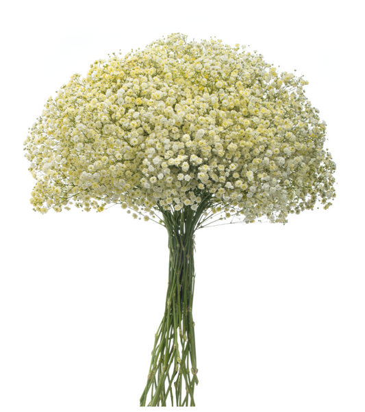 Light Yellow Tinted Baby's Breath