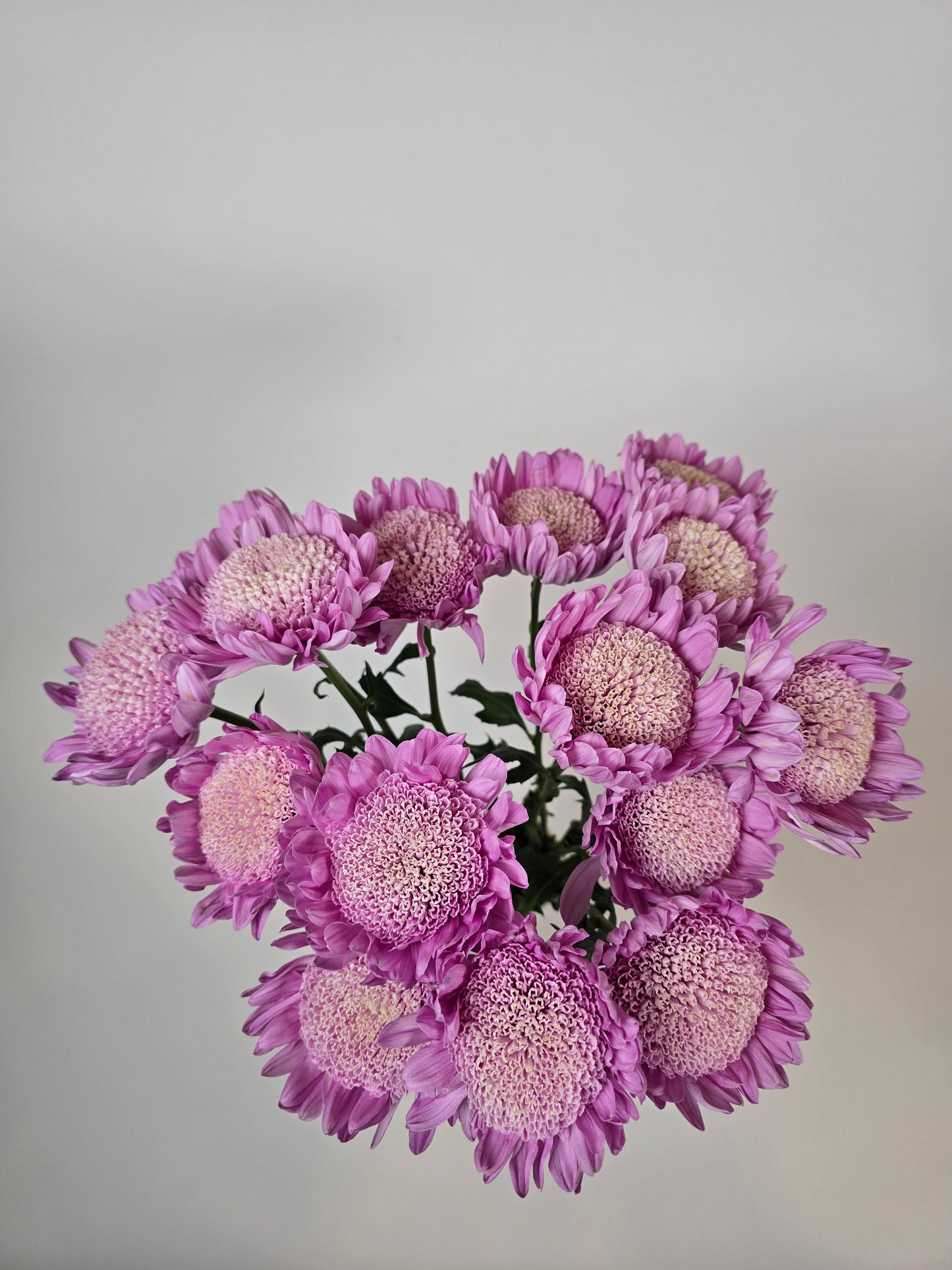 Lilac Cloud Disbud Mums