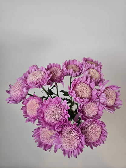 Lilac Cloud Disbud Mums