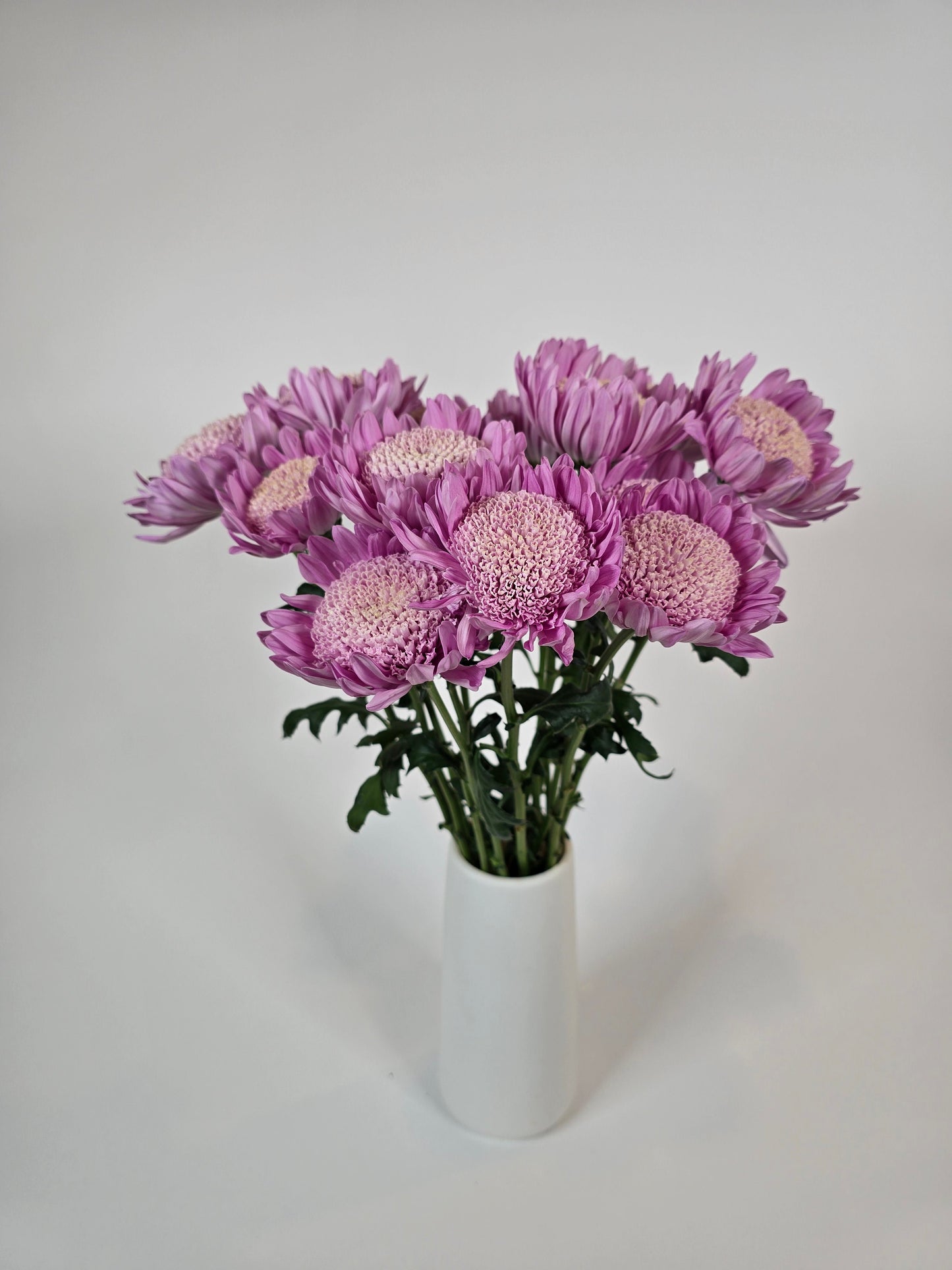 Lilac Cloud Disbud Mums