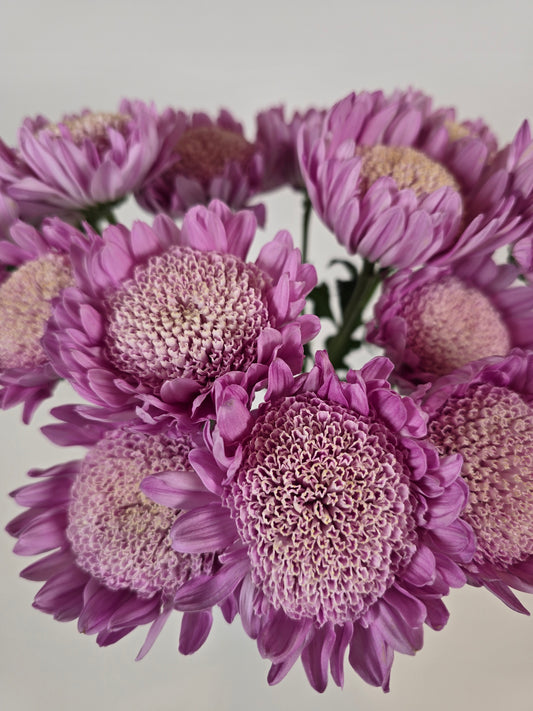 Lilac Cloud Disbud Mums