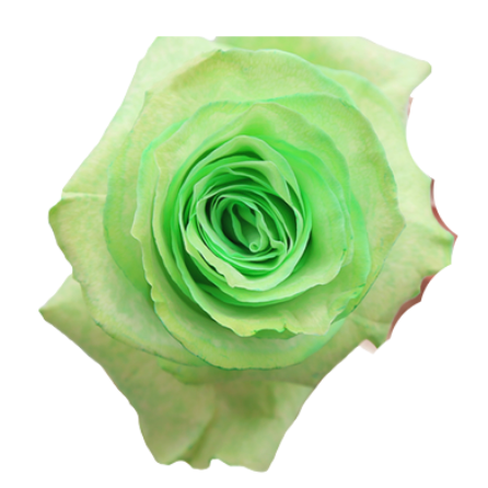 Lime Green Tinted Roses