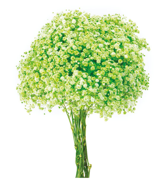 Limoncello Green Tinted Baby's Breath