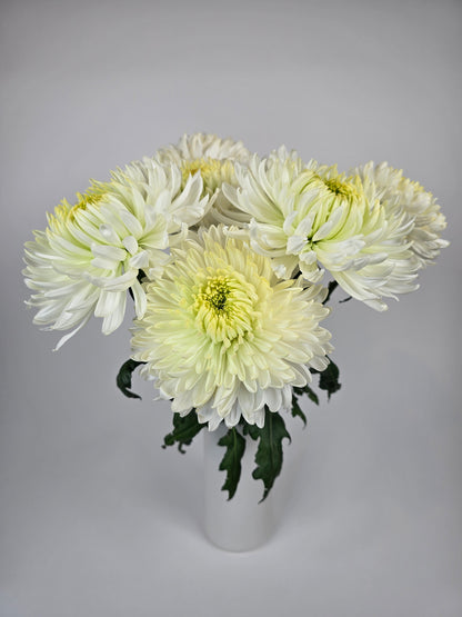 Magnum White Chrysanthemum