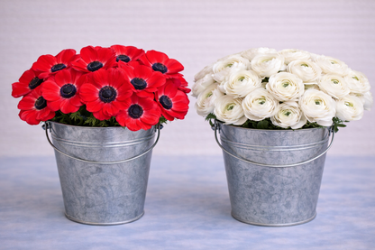 Make your Own Ranunculus and Anemone Box