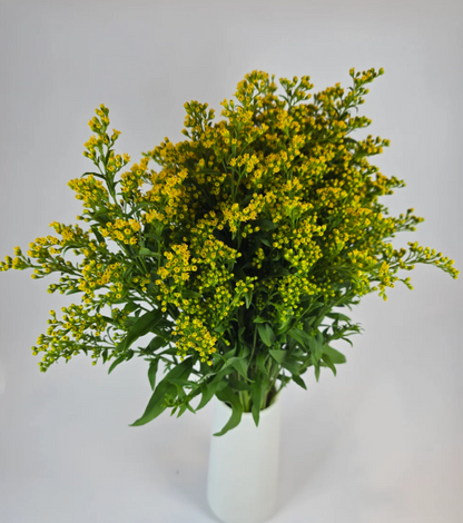 Make your Own Wildflower Combo Box