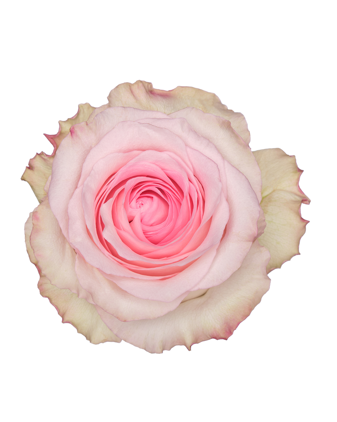 Mandala Light Pink Rose