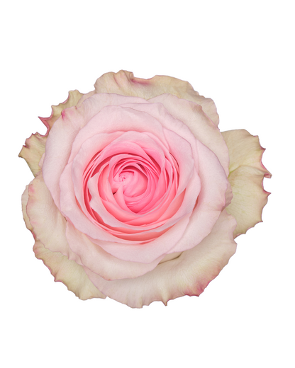 Mandala Light Pink Rose