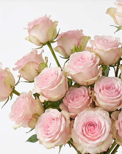 Mandala Light Pink Rose