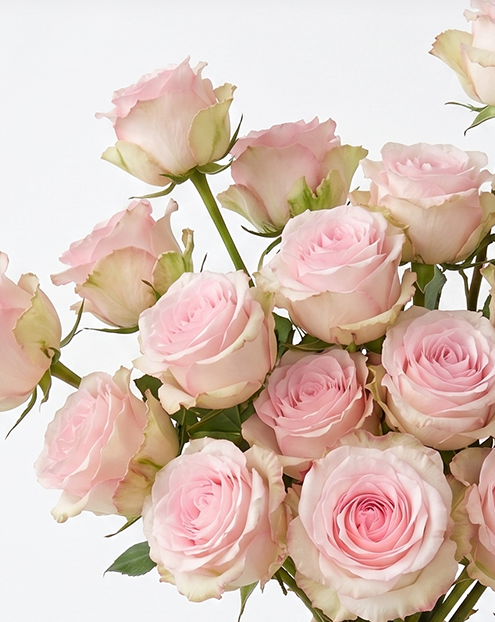 Mandala Light Pink Rose
