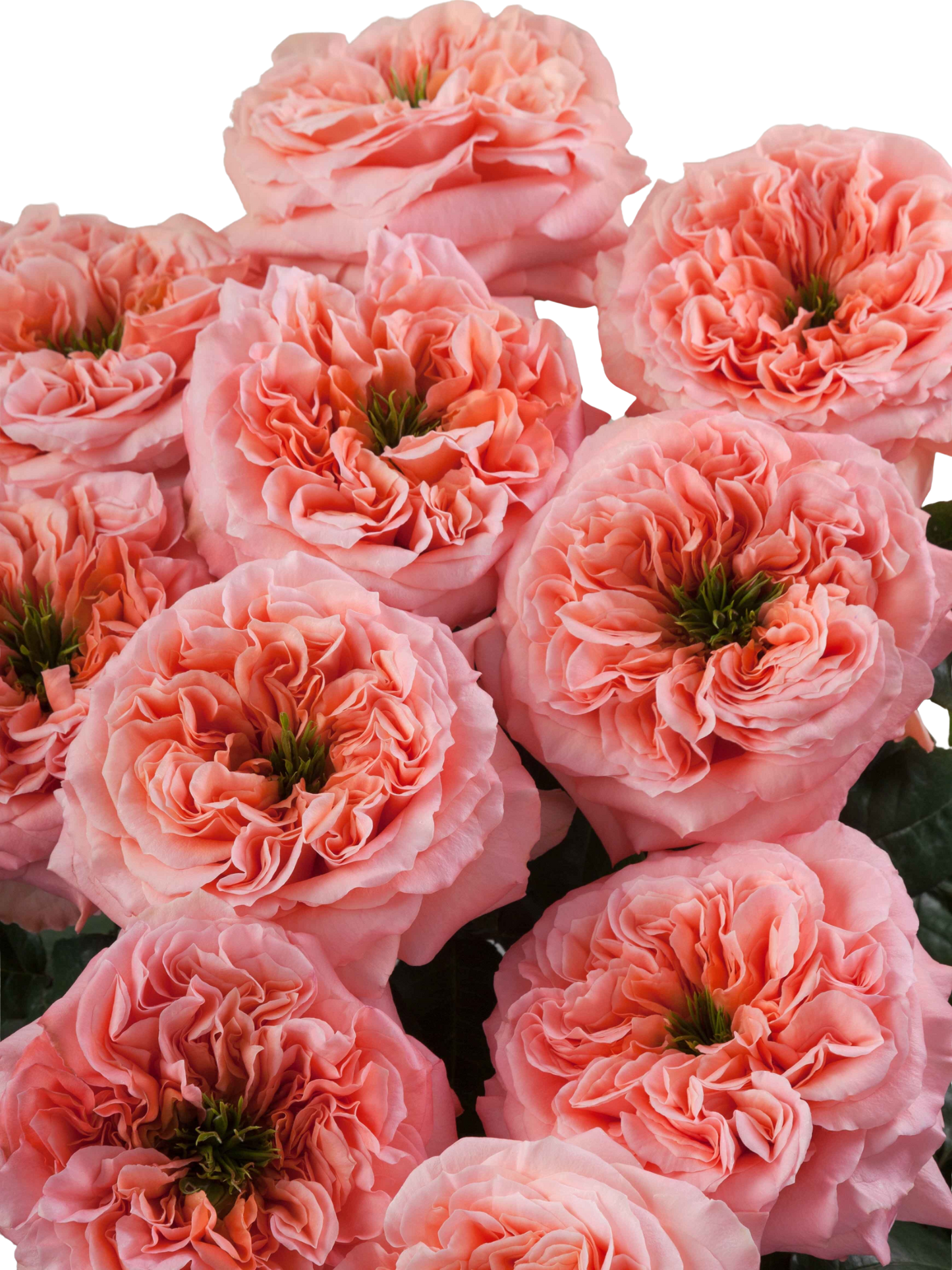 Mandarin Xpression Coral Garden Rose