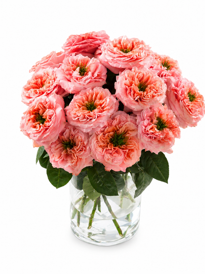 Mandarin Xpression Coral Garden Rose