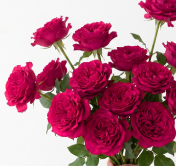 Mayra Hot Pink Garden Rose