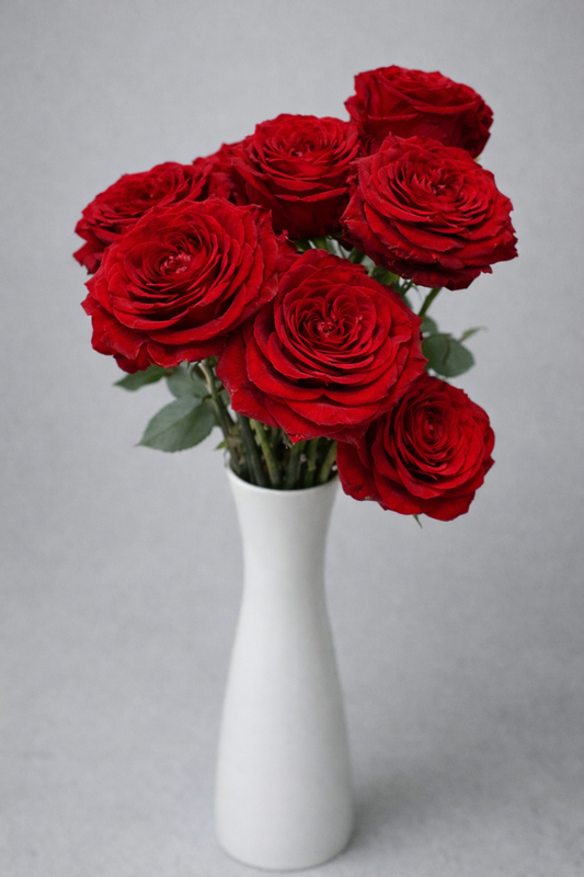 Mayra Red Garden Roses