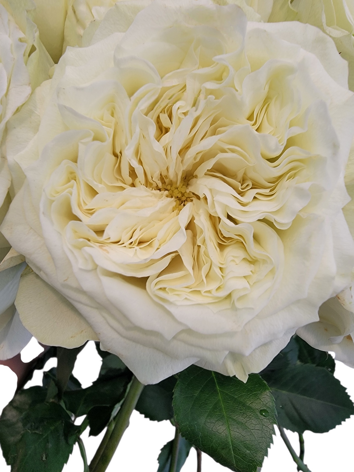 Mayra White Garden Roses