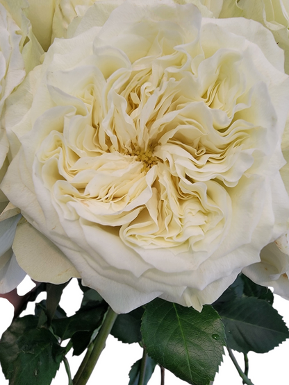 Mayra White Garden Roses
