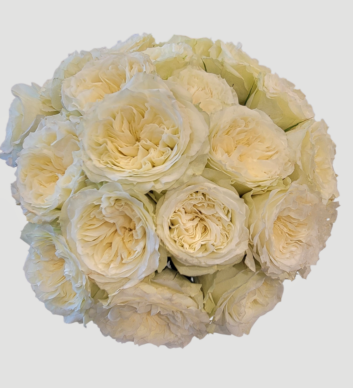 Mayra White Garden Roses
