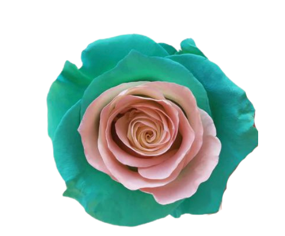 Mermaid Tinted Roses