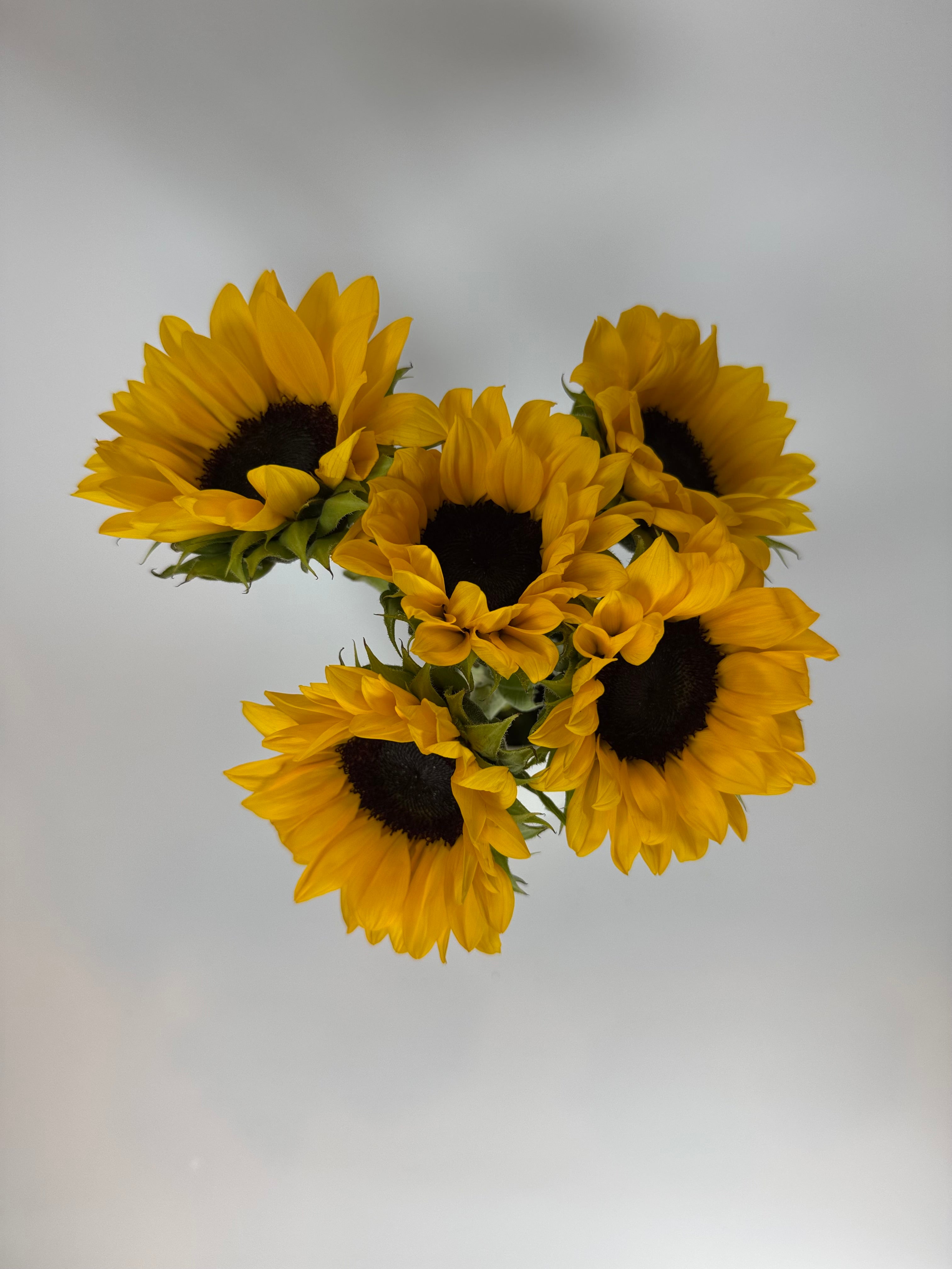 Yellow – The Flower Hype
