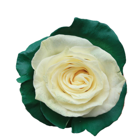 Mint Meadow Tinted Roses