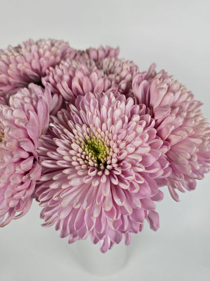 Minted Lavender Cremon Mums