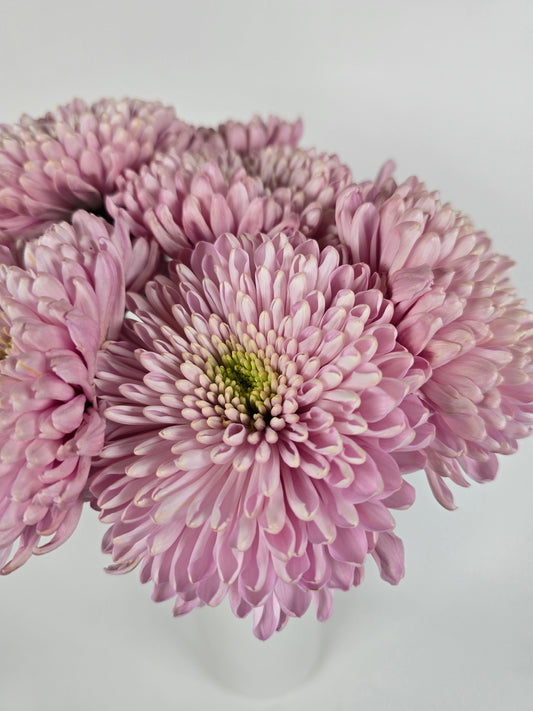 Minted Lavender Cremon Mums