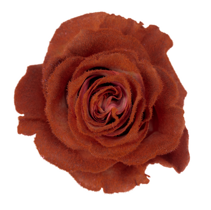 Mocca Velvet Tinted Fresh Cut Roses